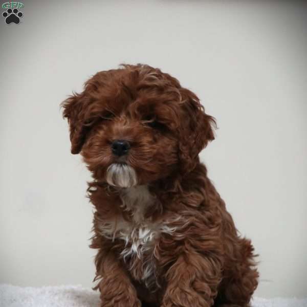 Daffodil, Cockapoo Puppy